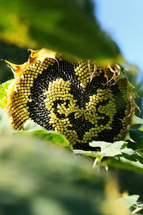 Love sun flower stock image. Image of flowers, heart 18118803