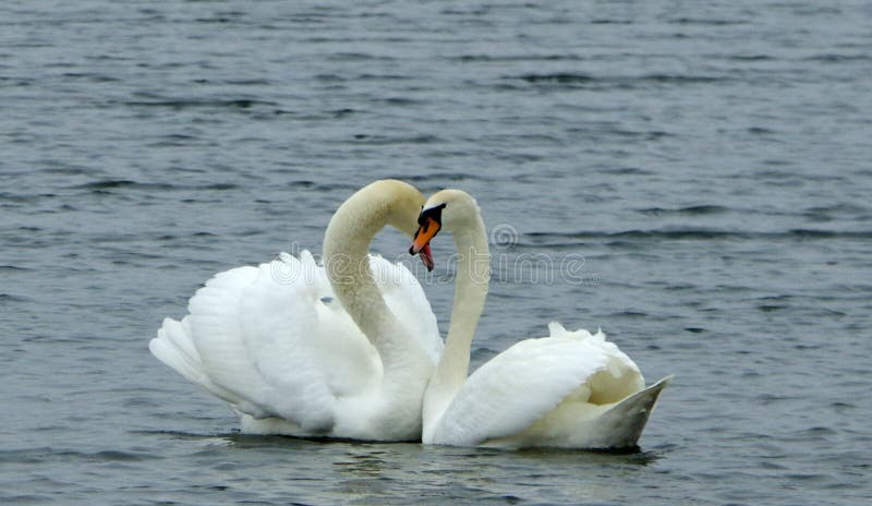 love swans