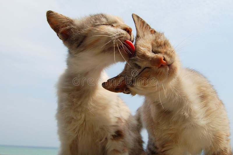 Love and tenderness of cats