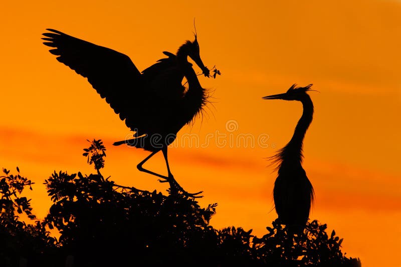 Love on the tree with orange sunset. Wildlife scene from nature. Beautiful bird on the rock cliff. Beautiful birds in love. Courts stock photography Love on the tree with orange sunset. Wildlife scene from nature. Beautiful bird on the rock cliff. Beautiful birds in love. Courts stock photography