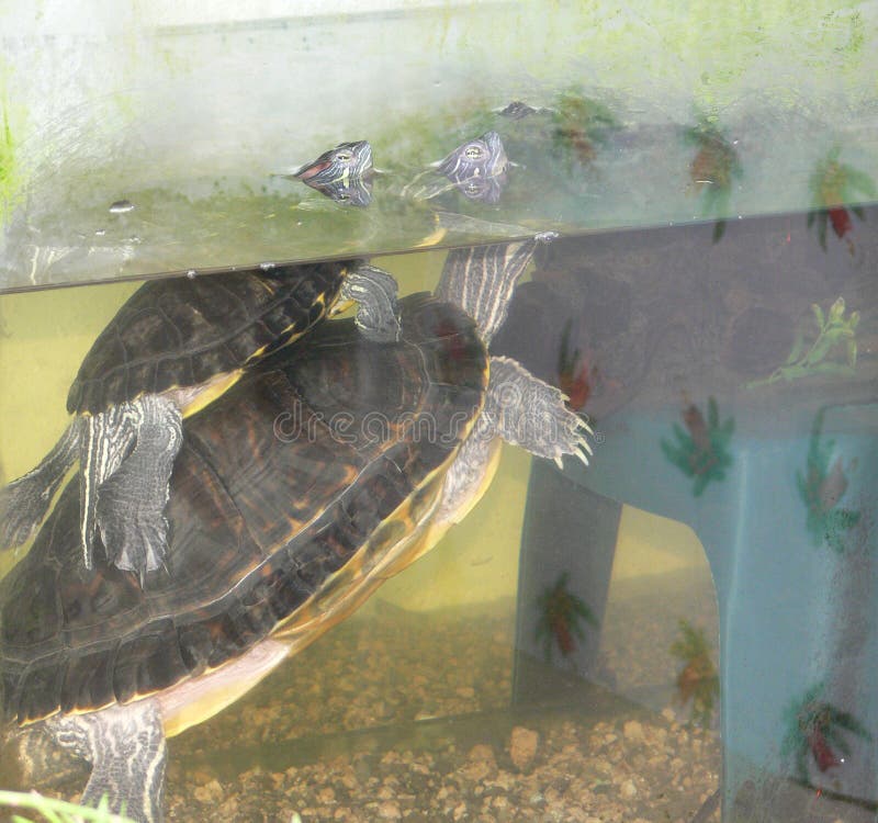 506 Turtles Love Stock Photos Free & RoyaltyFree Stock Photos from