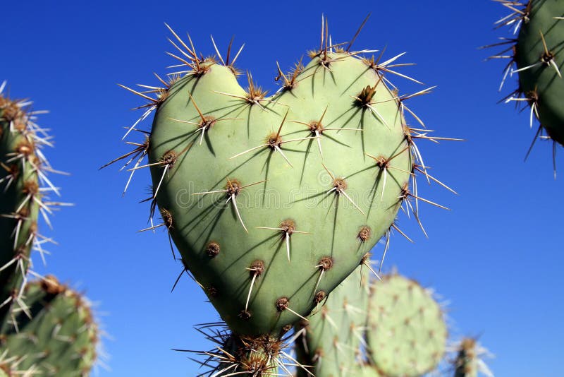 Arizona: A Prickly Pear Cactus Heart - Love you! royalty free stock image