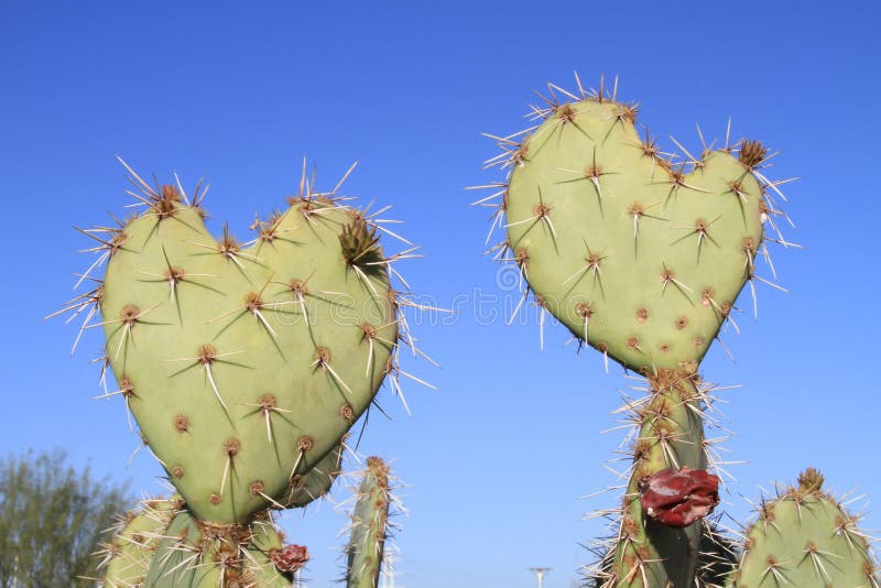 Prickly Pear Cactus >Love you, too! stock images