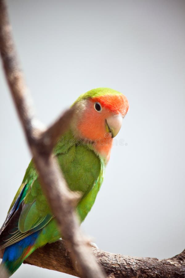 Lovebird royalty free stock photography