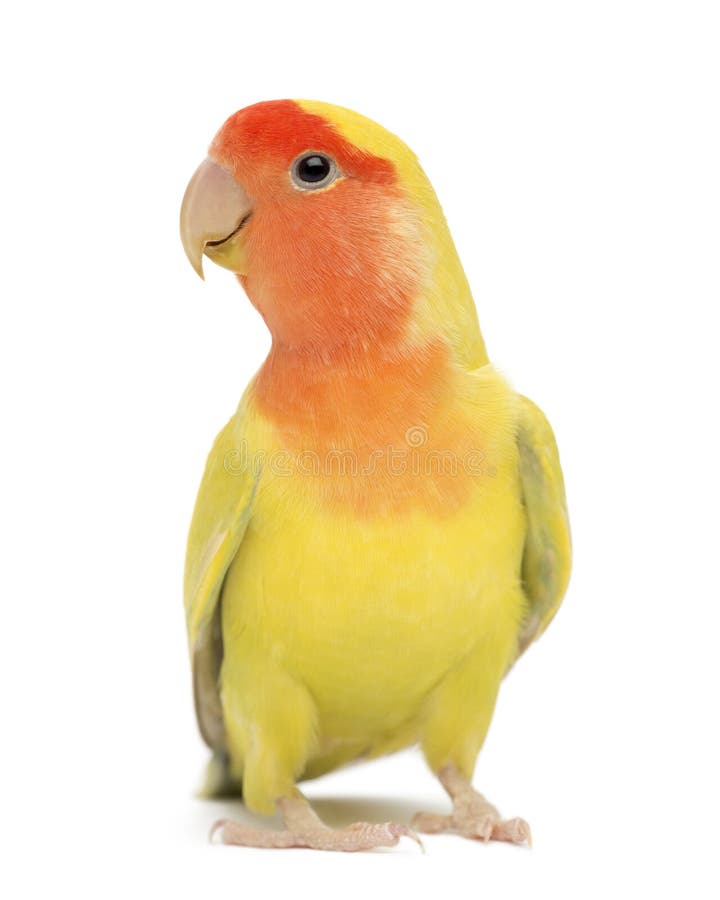 Lovebird Attrayant-fait face, roseicollis d'Agapornis photo libre de droits Lovebird Attrayant-fait face, roseicollis d'Agapornis photo libre de droits