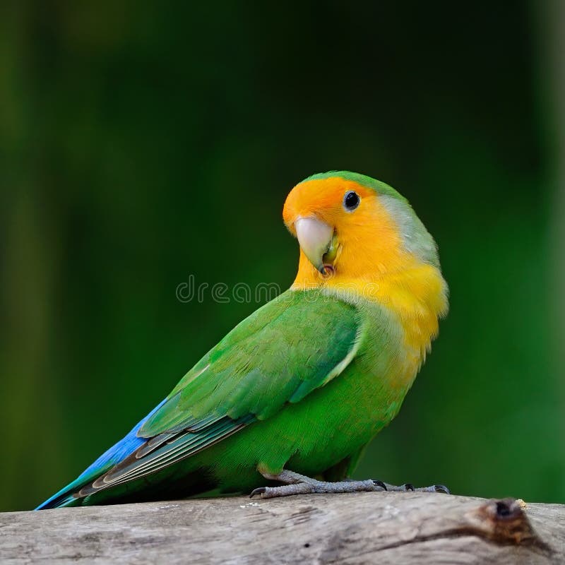 Lovebird stock image. Image of nature, yellow, lovebird 39961607