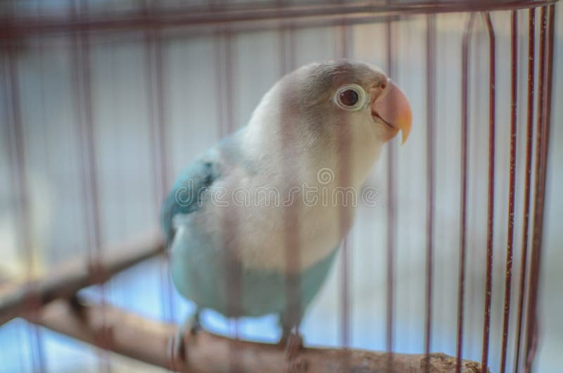 281 Lovebird Talking Photos Free Royalty Free Stock Photos From Dreamstime 281 Lovebird Talking Photos Free Royalty Free Stock Photos From Dreamstime