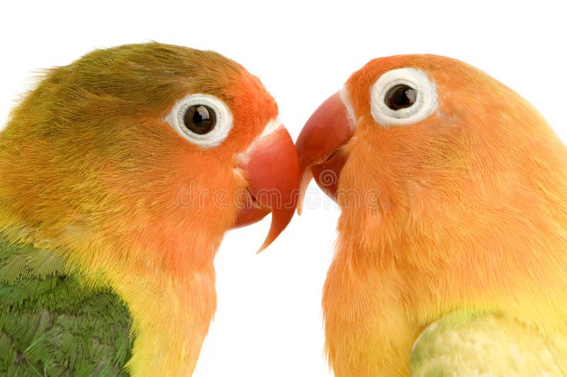 Lovebird Pêssego-enfrentado imagens de stock royalty free Lovebird Pêssego-enfrentado imagens de stock royalty free