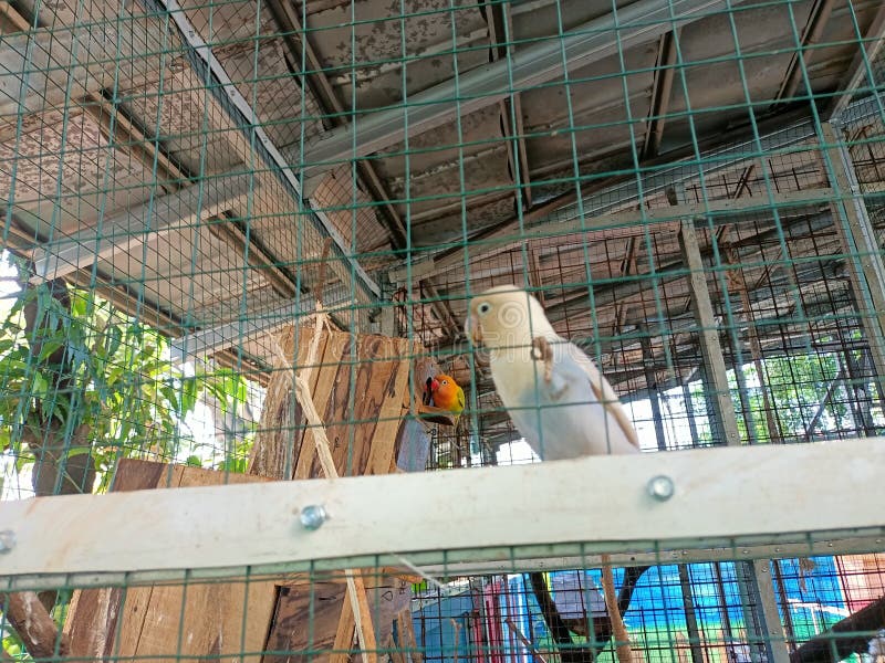 Lovebird Species in a Mini Zoo Cage Stock Photo Image of industry