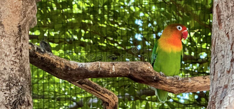 lovebirds are perched on a tree branch. This bird which is used as a symbol of true love has the scientific name Agapornis fischeri, domestic birds