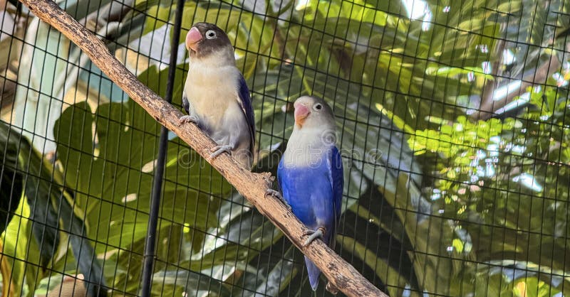 Lovebirds are perched on a tree branch. This bird which is used as a symbol of true love has the scientific name Agapornis. Fischeri, domestic birds
