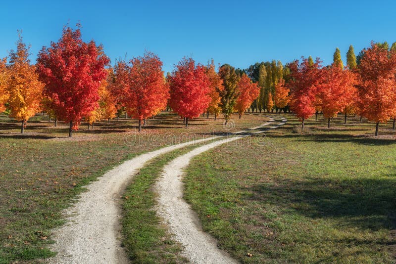 A lovely autumn maple trees on a dirt road in Roxburgh royalty free stock photography A lovely autumn maple trees on a dirt road in Roxburgh royalty free stock photography
