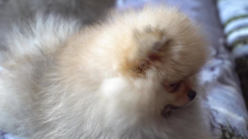 Lovely, beautiful and cute pomeranian puppy