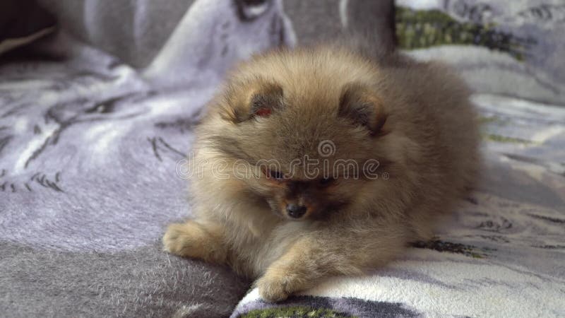 Lovely and beautiful and cute Pomeranian Puppy
