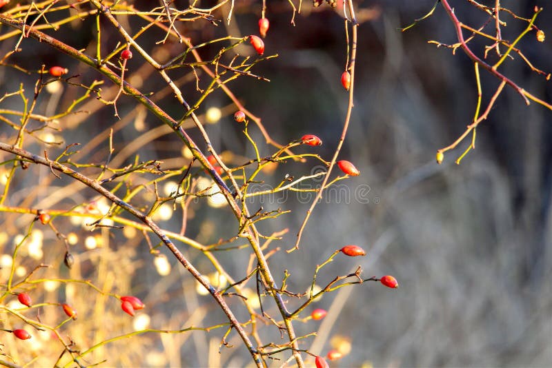 Red Berries in December on the Snow in My Garden Stock Image Image of