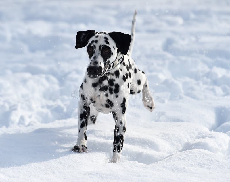 A Lovely Dalmatian Dog Running in the Snow Stock Photo - Image of ...
