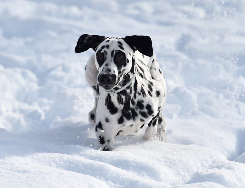 A Lovely Dalmatian Dog Running in the Snow Stock Photo - Image of ...