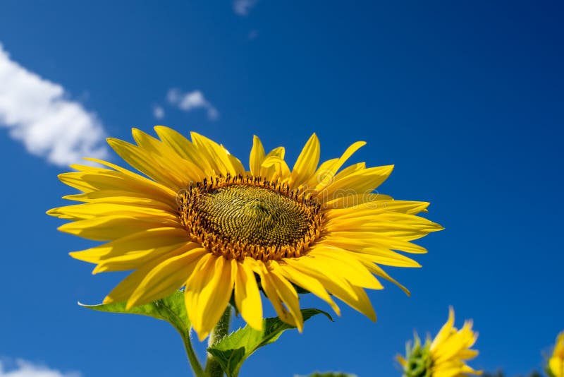 Lovely bright happy sunflower looking up to the blue summer sky stock photo Lovely bright happy sunflower looking up to the blue summer sky stock photo