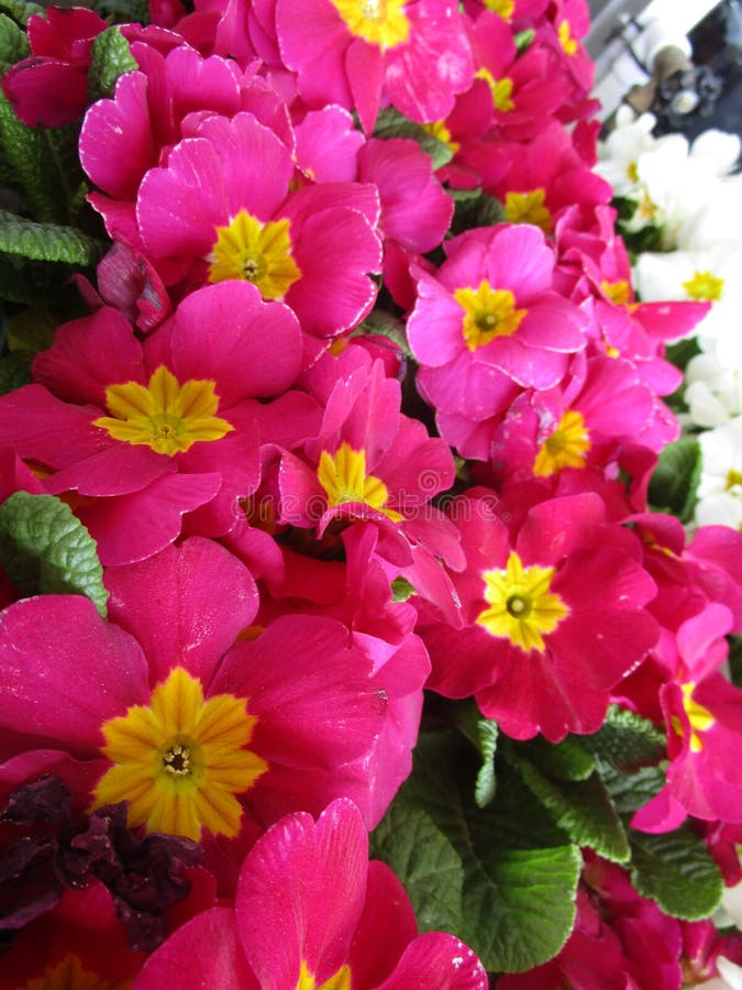 Bright Pink Spring Blossoms in Bloom 2023 Stock Image - Image of branch ...