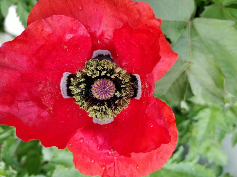 Lovely, bright red coloured garden poppy flower with central parts and there is design on all the four petals stock images Lovely, bright red coloured garden poppy flower with central parts and there is design on all the four petals stock images