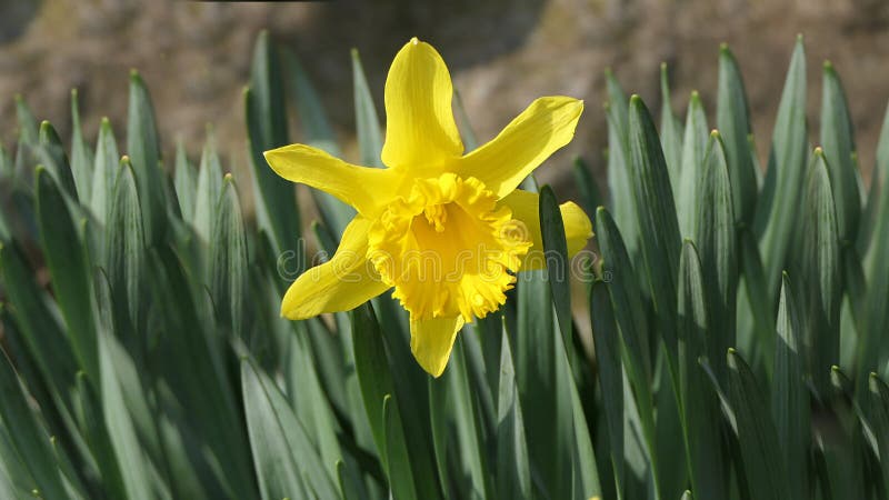 Lovely Bunch Of Beautiful Yellow Daffodils Growing In Walled Stock