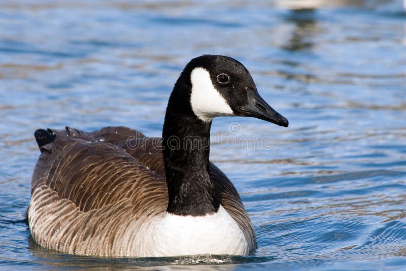 Lovely Canada Goose