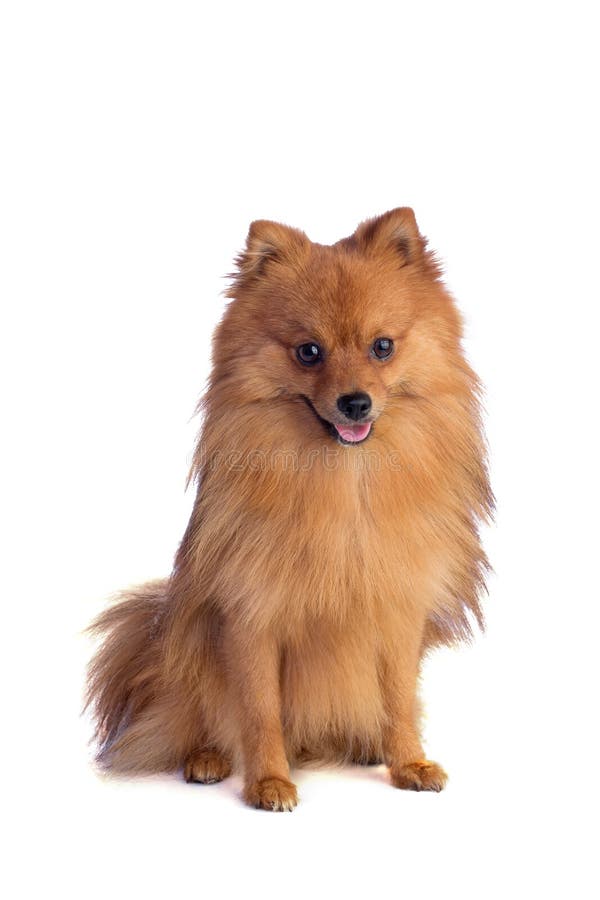 Lovely Caramelcolored Pomeranian with Elephant Stuffed Stock Image Image of longhaired