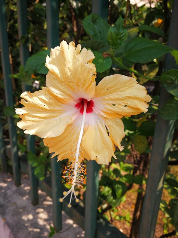 Lovely Chinese rose stock photo. Image of flower, chainese 90295920