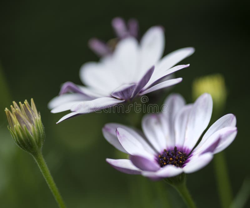 Lovely close up image of White Cape Daisy flower stock photo