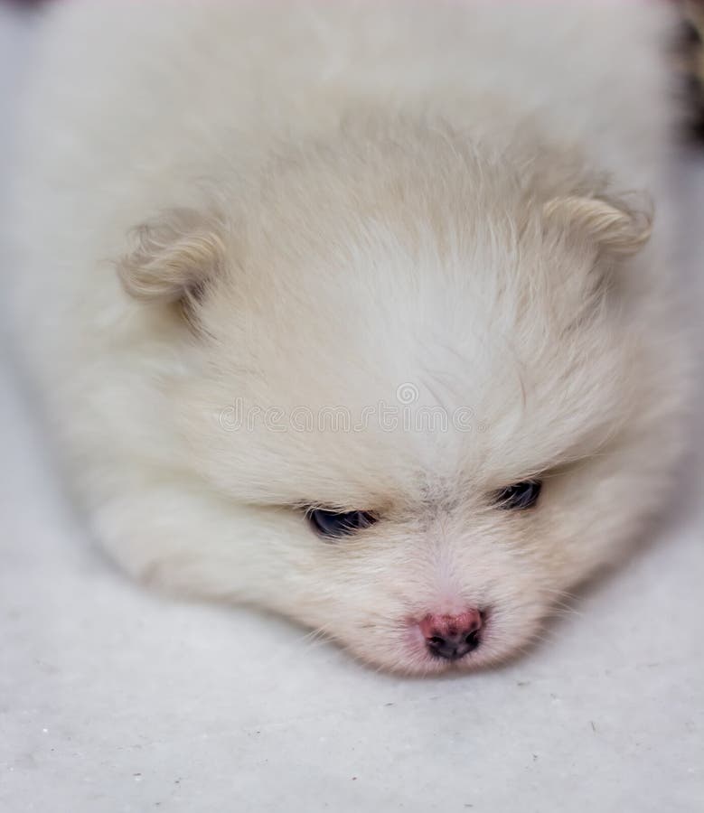 Lovely Cream Colored Pomeranian Puppy Stock Image Image Of Pomeranian Spitz Lovely Cream Colored Pomeranian Puppy Stock Image Image Of Pomeranian Spitz