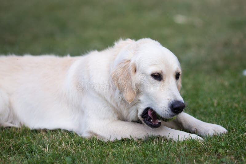 golden retriever playing on farm golden retriever playing on farm