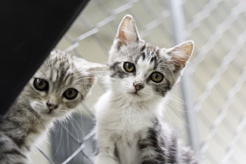 Lovely cute little cats in sitting position stock photos Lovely cute little cats in sitting position stock photos