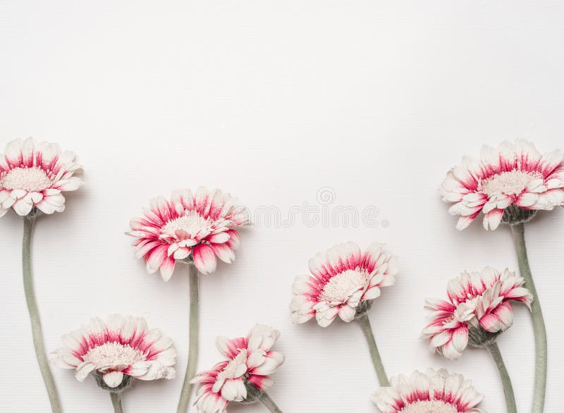 Lovely daisies flowers on white desktop background, floral border, top view. Creative layout for holidays greeting of Mothers day, birthday, wedding or happy event