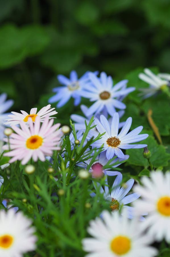Lovely Daisy Flowers in Bloom at Singapore Stock Photo Image of