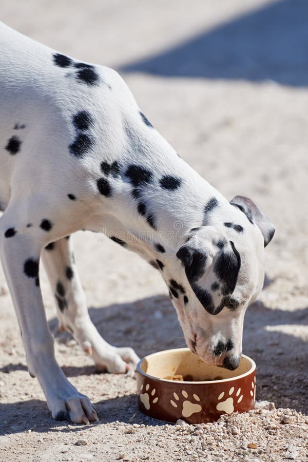Dalmatian Puppy Eats Dry Food From A Bowl Stock Image