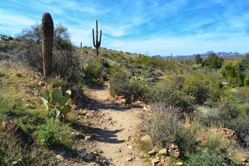 A Lovely Desert Scene