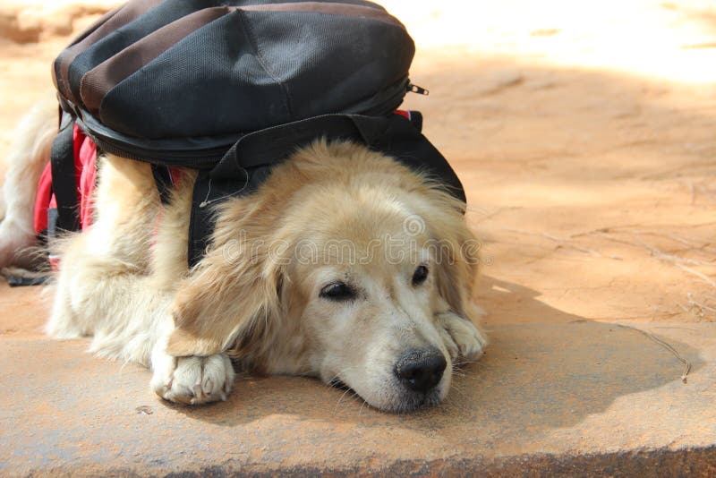 golden retriever backpack