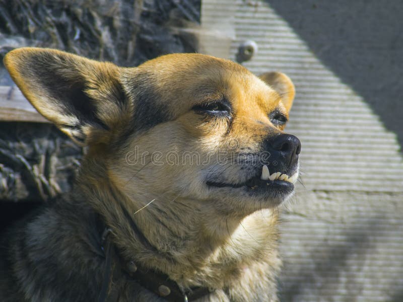 Lovely Domestic Dog Big Teeth Close Up Stock Photos Free & Royalty