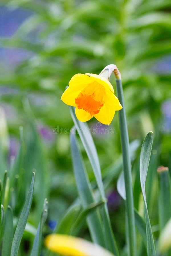 Lovely field with bright yellow and white daffodils (Narcissus)