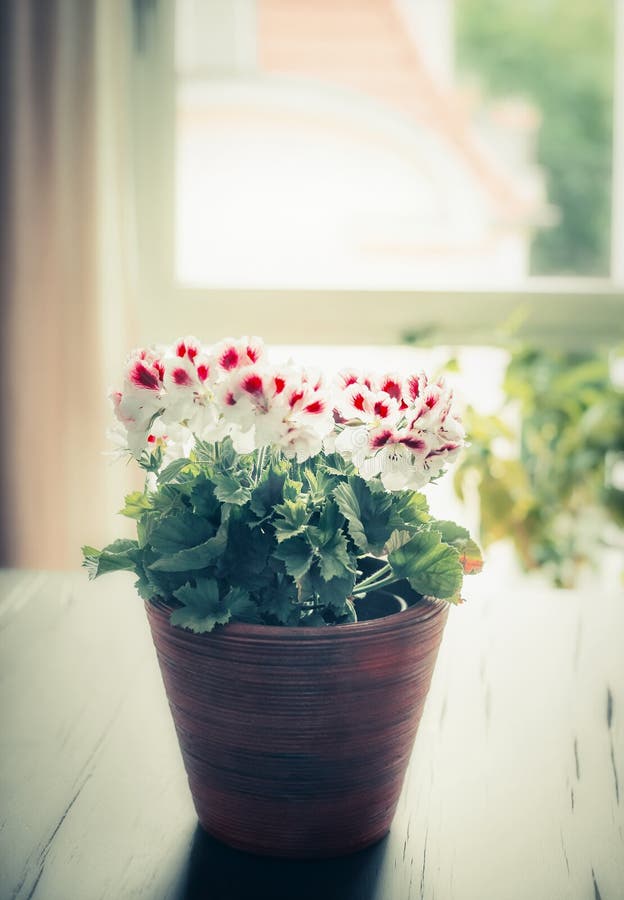 Lovely flowers pot on table at window and living room background royalty free stock photo Lovely flowers pot on table at window and living room background royalty free stock photo