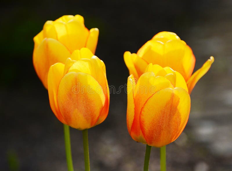 Lovely Flowers stock photo. Image of lovely, nice, flowers 85853482