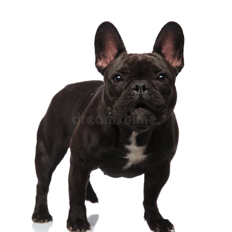 Lovely French Bulldog Standing And Looking Surprised Stock Photo ...