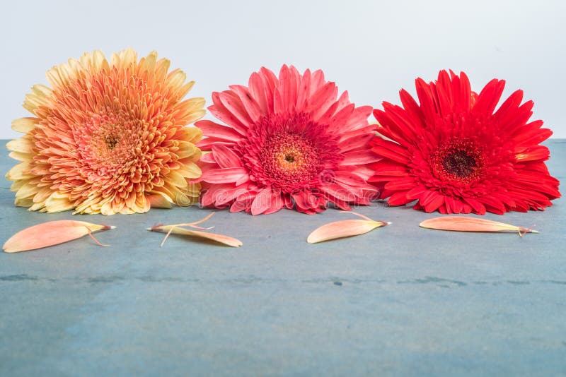 Lovely gerbera daisy flowers on turquoise shabby chic background stock photography Lovely gerbera daisy flowers on turquoise shabby chic background stock photography