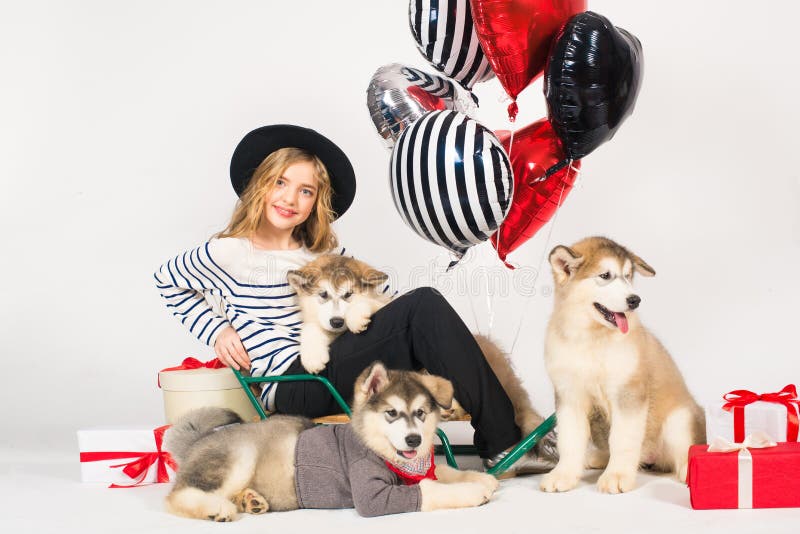 Lovely girl with blond hair wearing a hat with Malamute puppies with bright balloons hearts and gifts for Valentine`s Day royalty free stock photo Lovely girl with blond hair wearing a hat with Malamute puppies with bright balloons hearts and gifts for Valentine`s Day royalty free stock photo