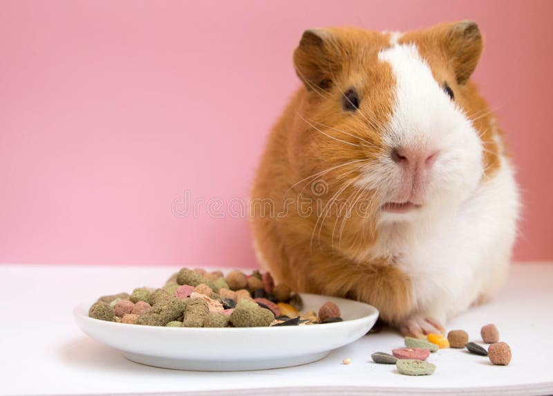 Guinea Pig Pellets Stock Photos Free & RoyaltyFree Stock Photos from
