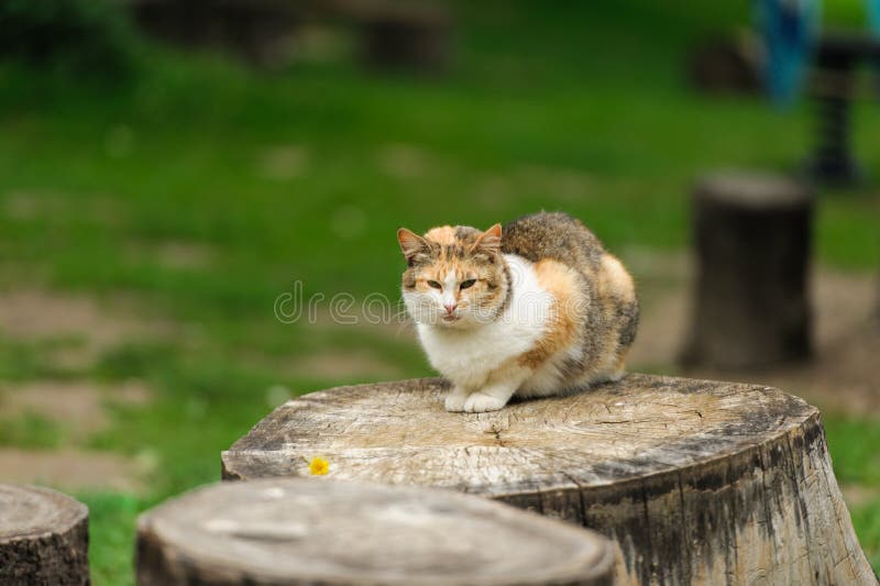 Lovely kitty sitting on the stump