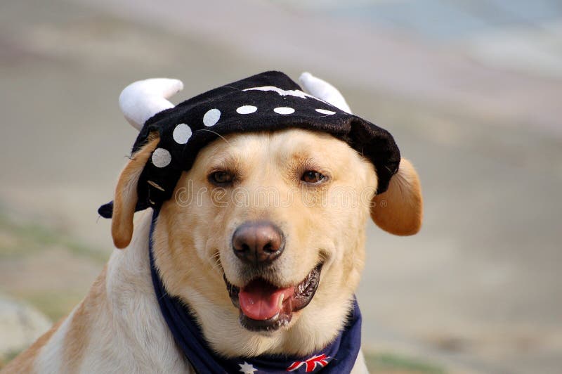 labrador dressed up
