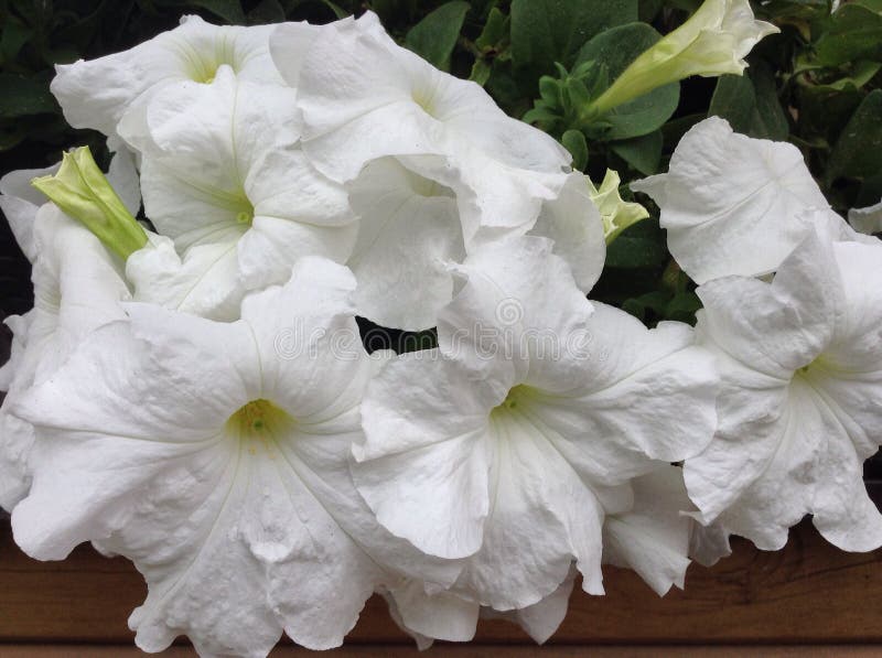 Lovely large white petunias close up photo. royalty free stock photo Lovely large white petunias close up photo. royalty free stock photo