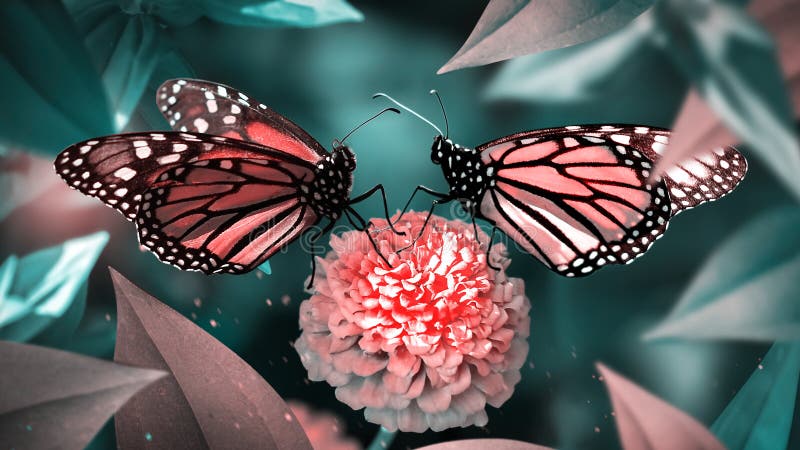 Wallpaper Monarch butterfly butterfly Closeup Animals