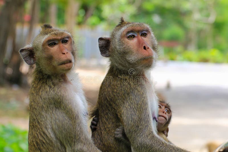 1,061 Lovely Monkeys Stock Photos - Free & Royalty-Free Stock Photos from Dreamstime 1,061 Lovely Monkeys Stock Photos - Free & Royalty-Free Stock Photos from Dreamstime